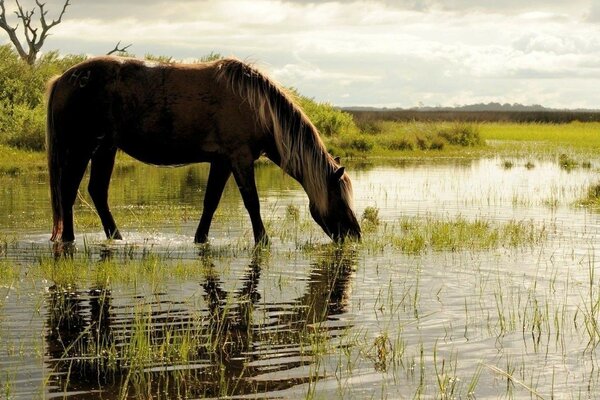 Le cheval est venu à l abreuvoir du matin