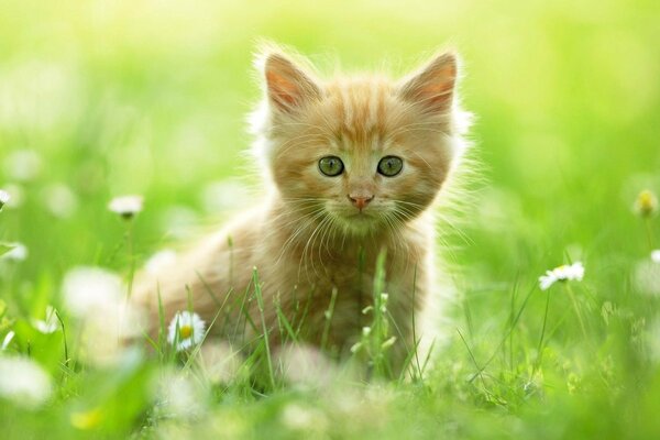 Cute red kitten on the green grass