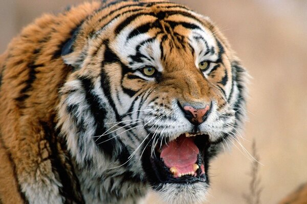 Un tigre en colère regarde au loin