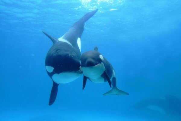 La natación de las orcas en el agua azul