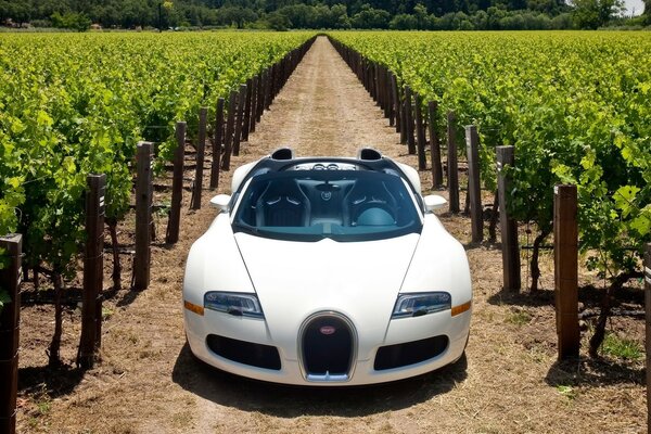 Жүзімдіктердегі bugatti ақ спорттық көлігі