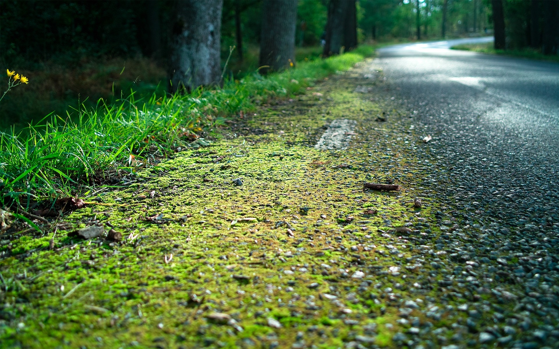 景观 自然 景观 叶 桌面 植物 苔藓 草 水 环境 花园 生长 户外 木材 公园 雨 夏天 颜色 树 光