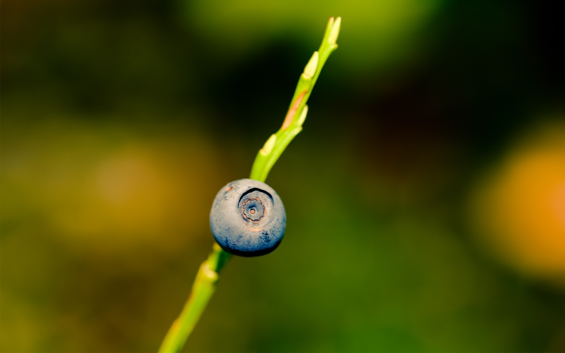 природа лист флора размытость цвет лето сад рост на открытом воздухе падение фрукты