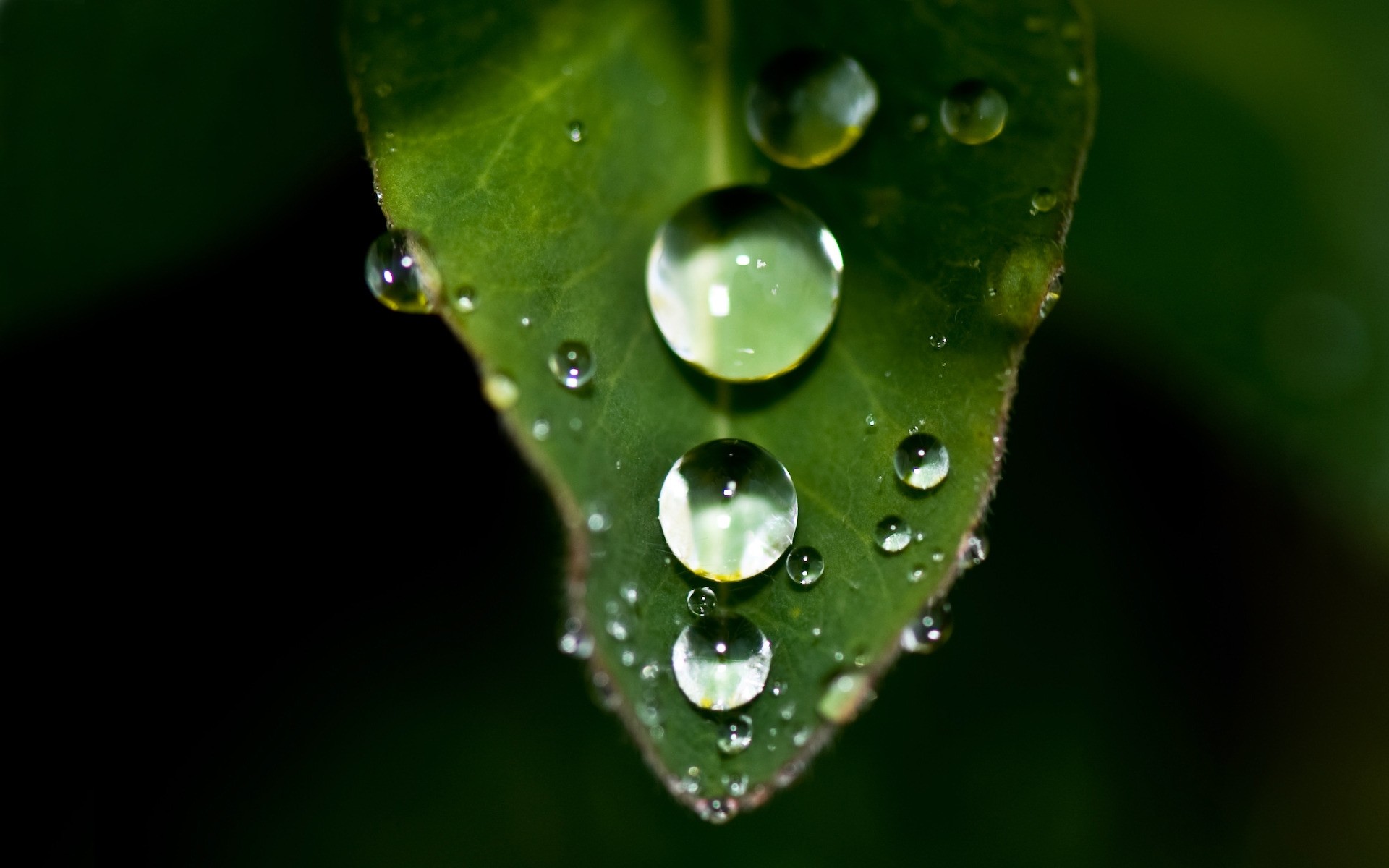 plants dew rain drop droplet leaf wet raindrop water purity nature flora garden environment close-up drops