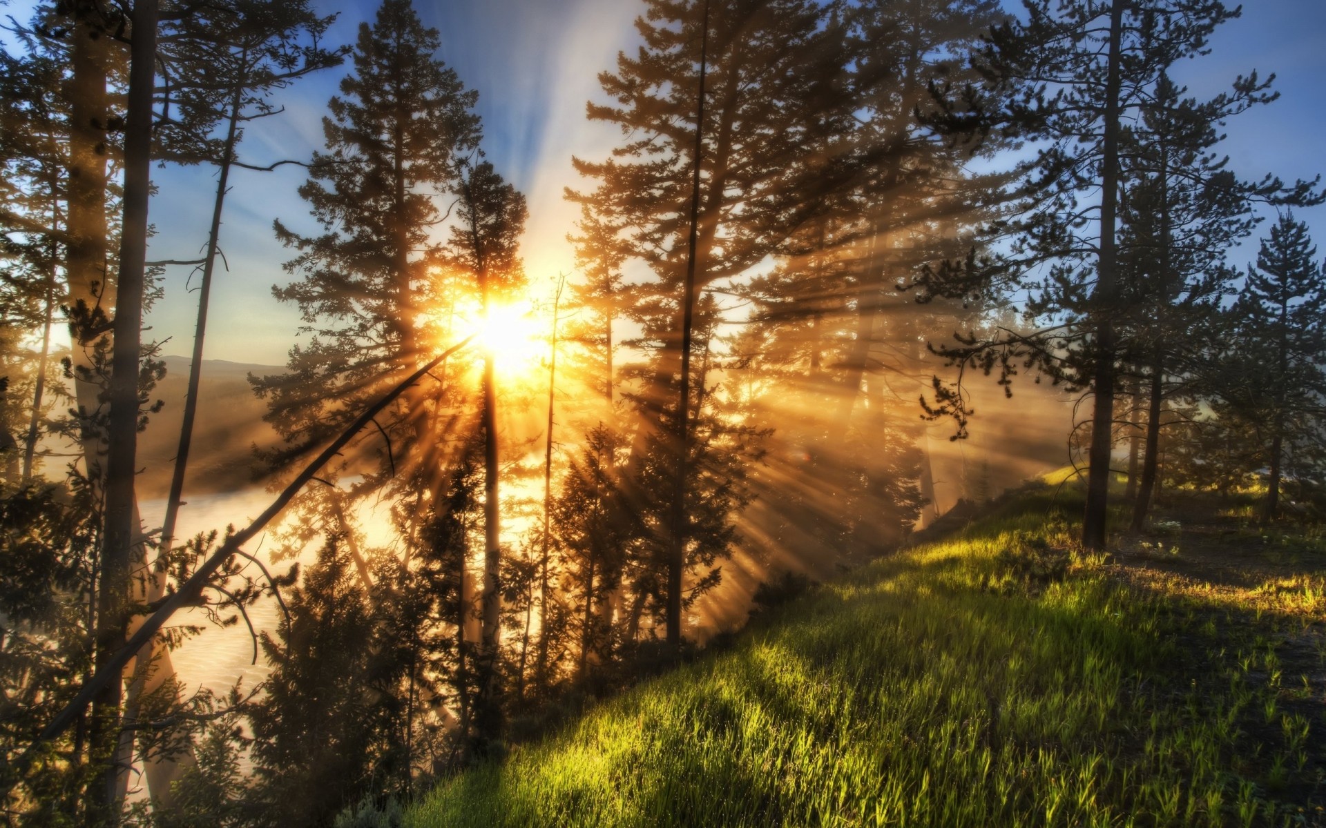 landscapes tree landscape nature wood dawn sun fair weather fog fall season pine outdoors mist light sunset park environment scenic bright sky forest green background