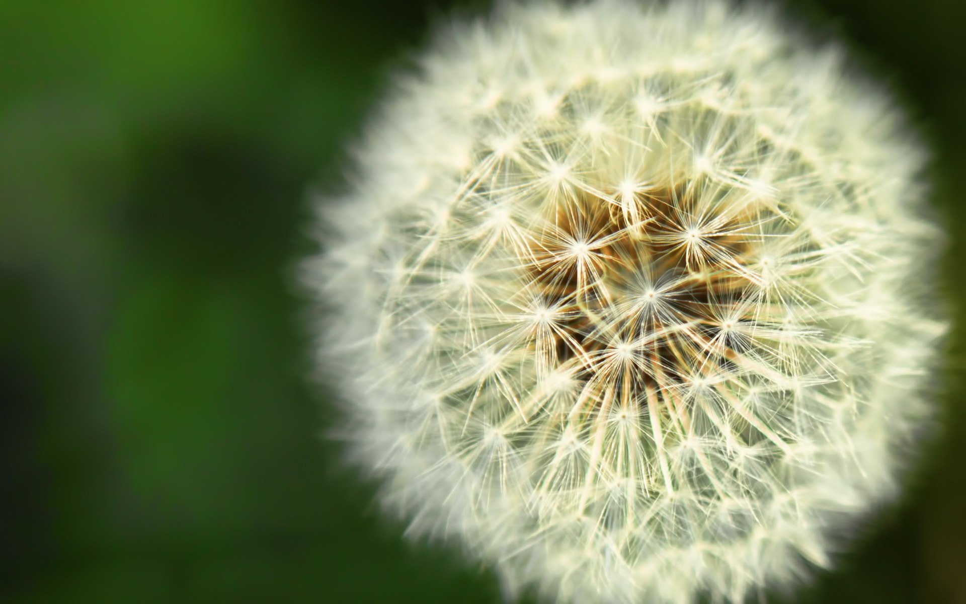 flowers dandelion seed flora growth nature flower summer downy garden leaf color grass floral bright plant scenery landscape