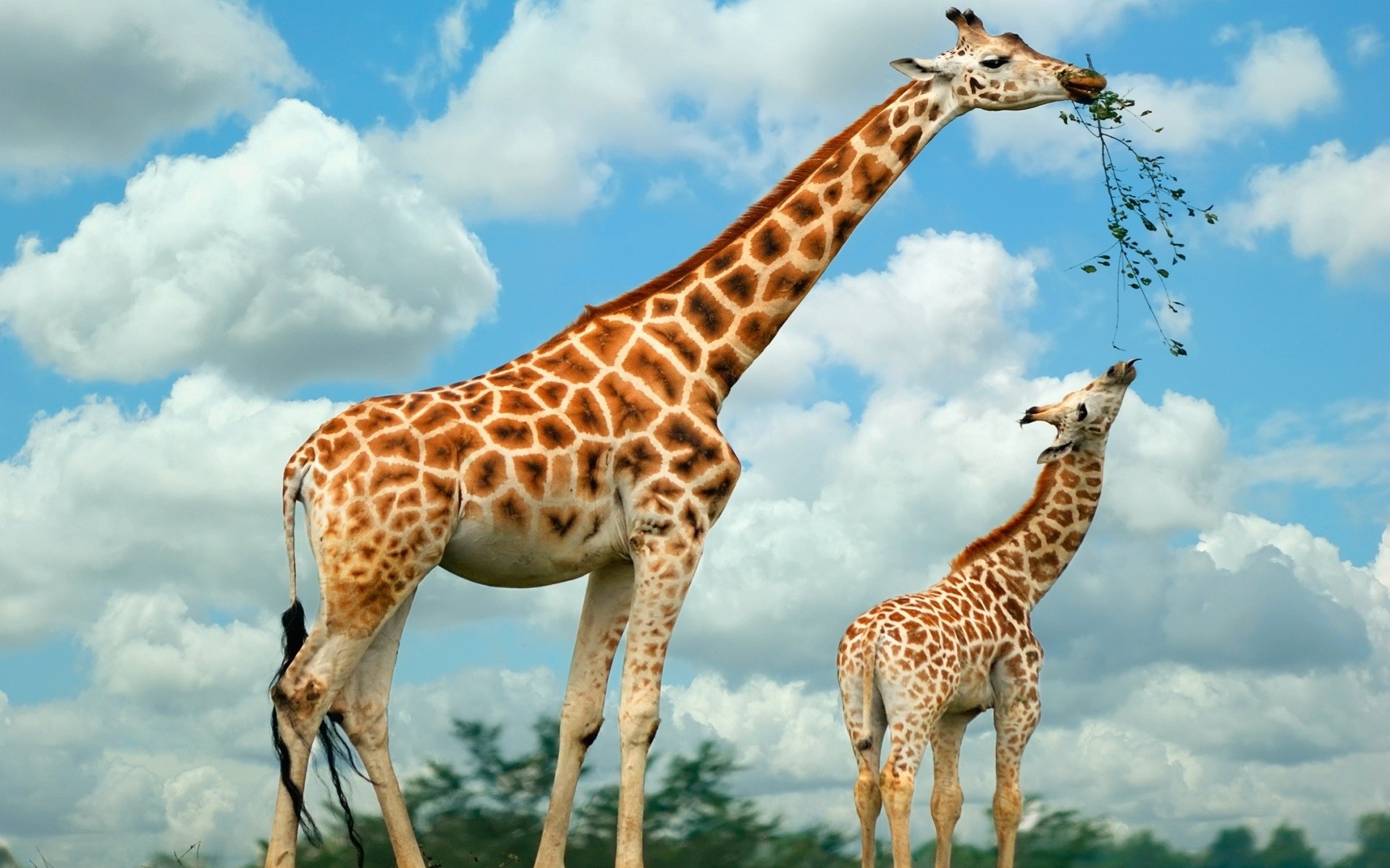 animals wildlife giraffe mammal nature animal safari outdoors wild neck