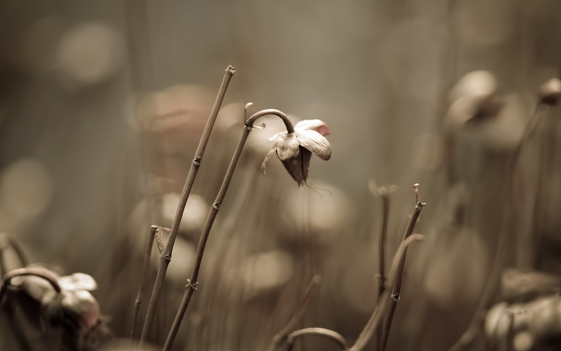 plants dof blur nature monochrome light sepia sun flower