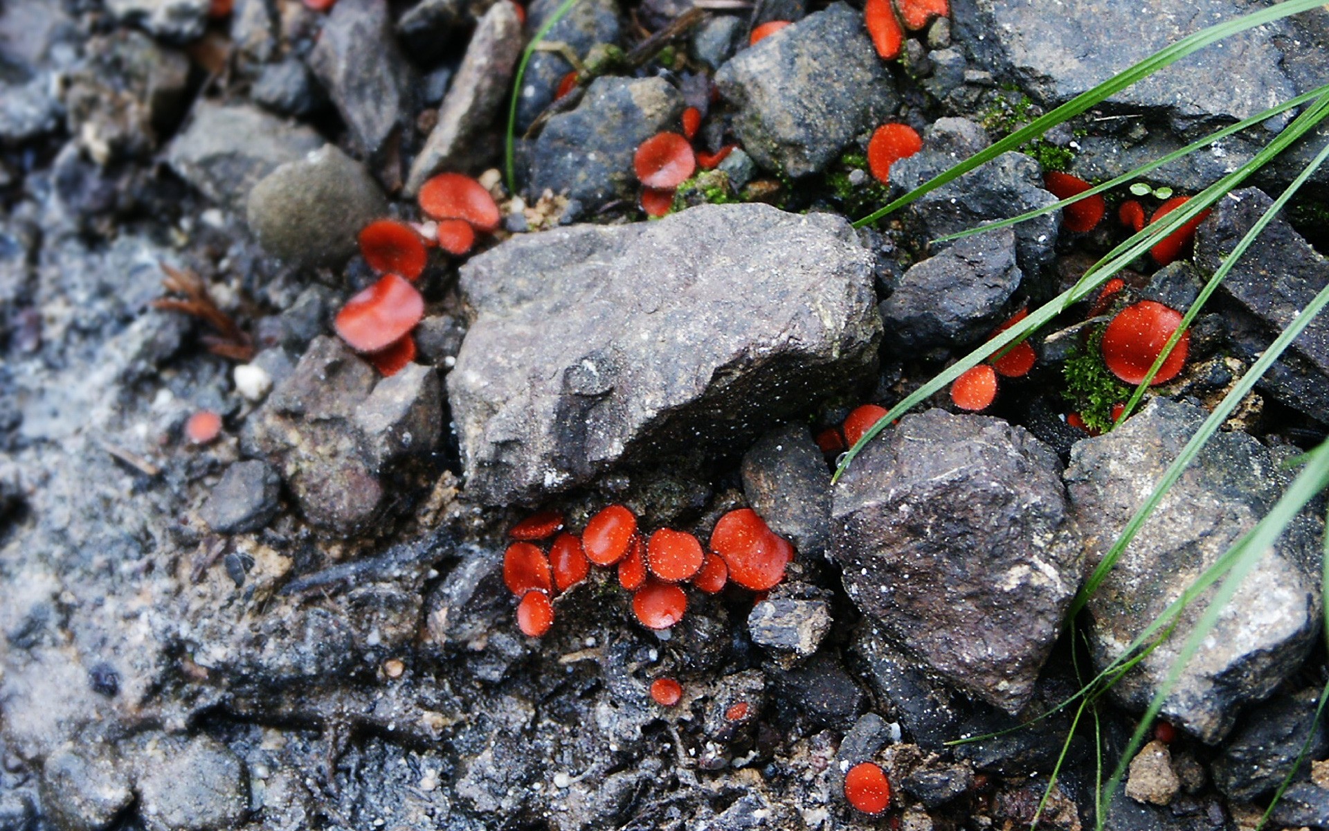 plantes nature gros plan flore feuille sol à l extérieur alimentaire bureau mousse champignon peu rock couleur pierre paysage pierres