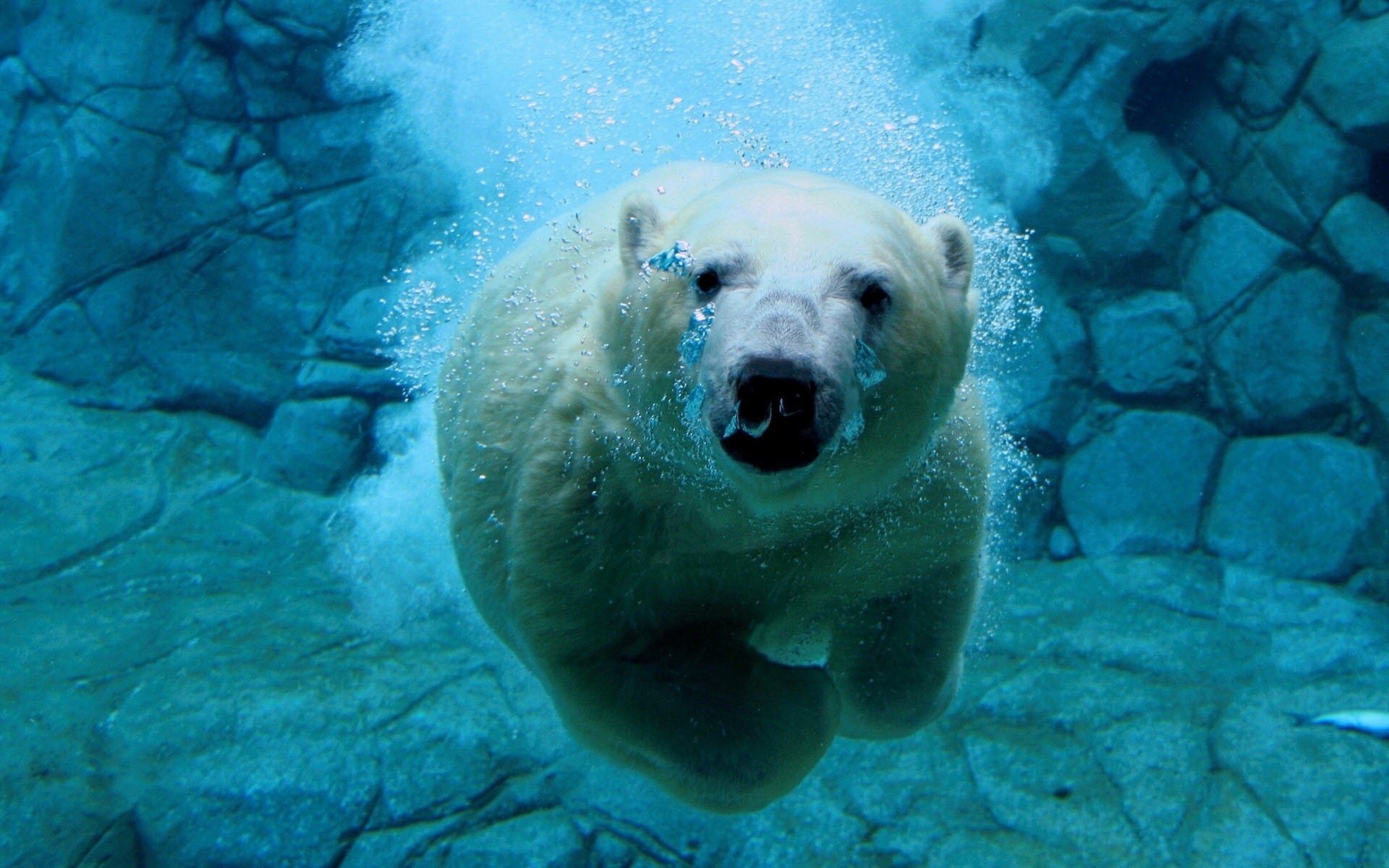 animals underwater water swimming ocean sea wildlife fish nature marine polar bear bear