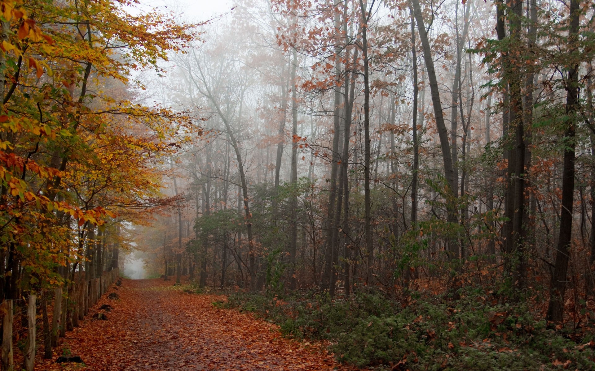 automne automne bois feuille arbre paysage nature saison parc brouillard à l extérieur beau temps brouillard campagne environnement route scénique guide aube branche chemin pluie