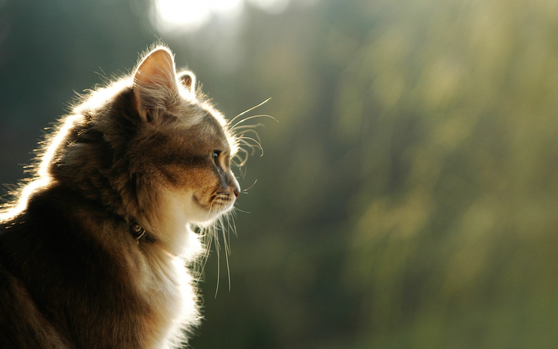 gatti gatto mammifero animale carino ritratto pelliccia natura fauna selvatica occhio animale domestico animali