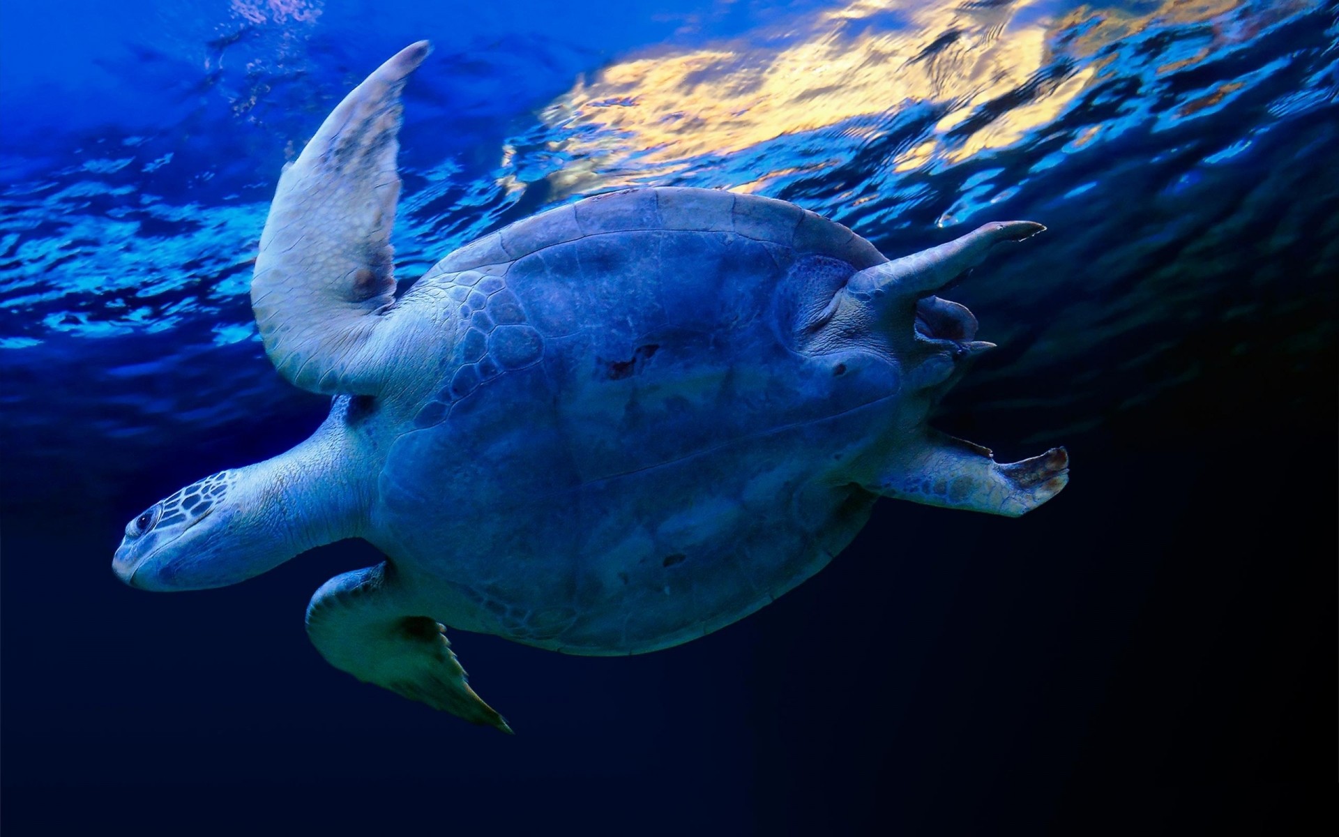 tiere unterwasser schildkröte fische schwimmen wasser ozean tierwelt meer tauchen natur