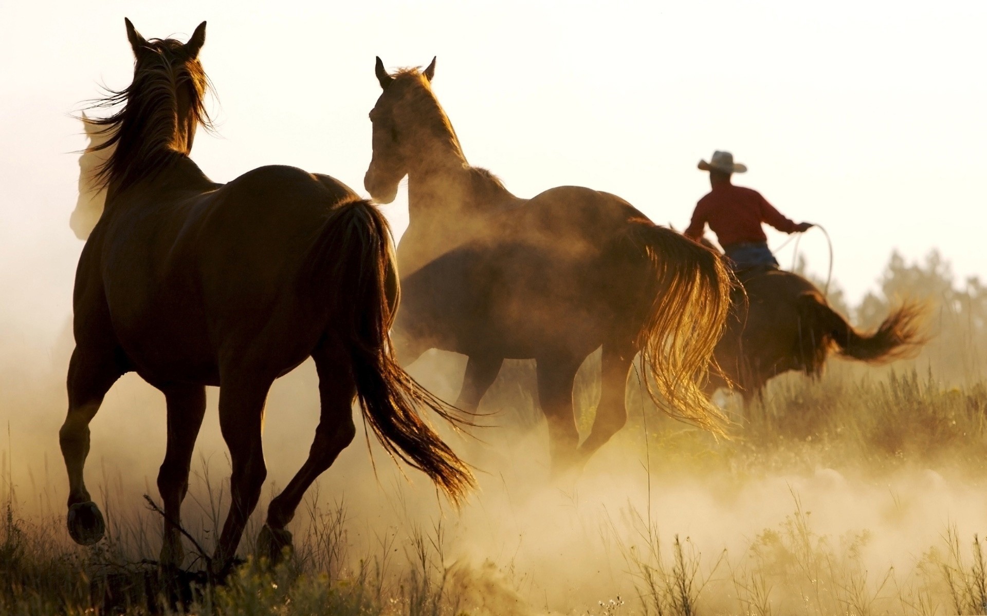 animali cavalleria mammifero cavallo mare animale stallone equestre allevamento di cavalli fattoria manet seduto mustang campo animali vivi fieno erba tramonto pony correre due cavalli