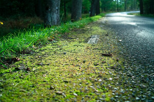 Wald asphaltierte Straße, nach Regen