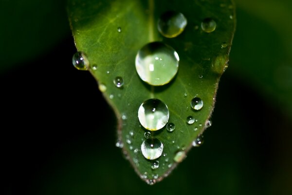 Gocce di rugiada su una foglia verde