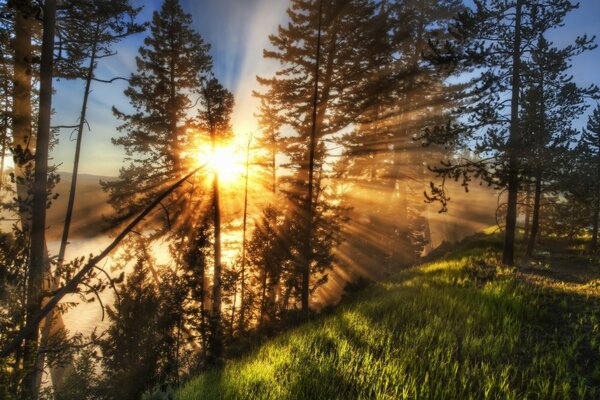 Paesaggio di alberi su sfondo soleggiato