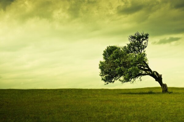 Ein Baum auf einer geräumigen Wiese im Morgengrauen