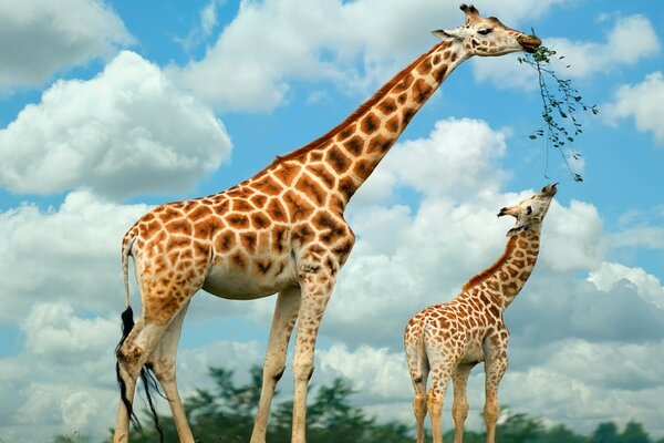 Duas girafas na natureza