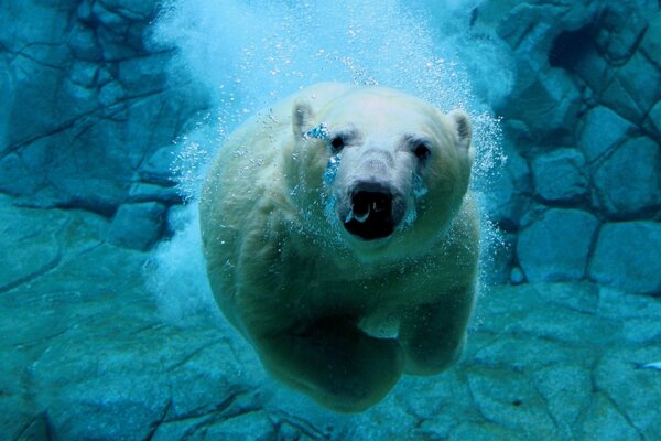 Eisbär schwimmt unter Wasser