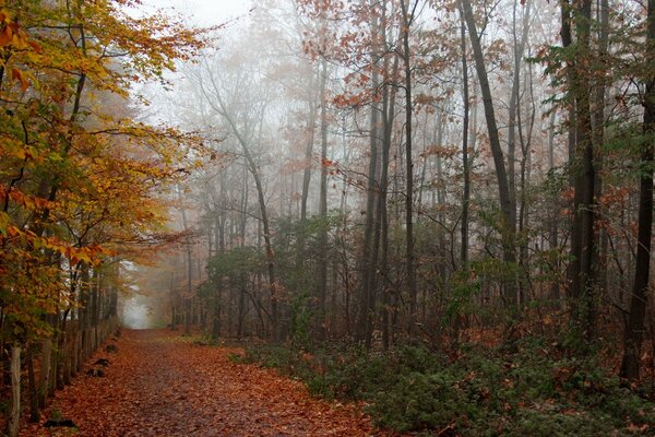 Un bosque misterioso conduce a la oscuridad