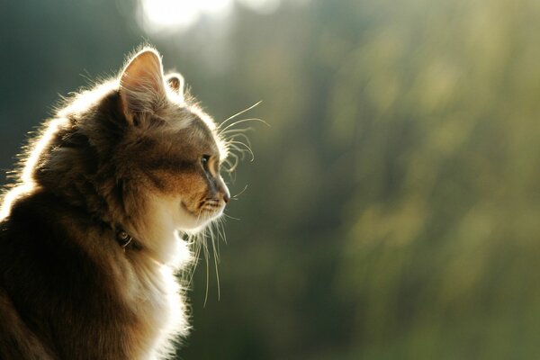 Красива кішка на природі в променях сонця