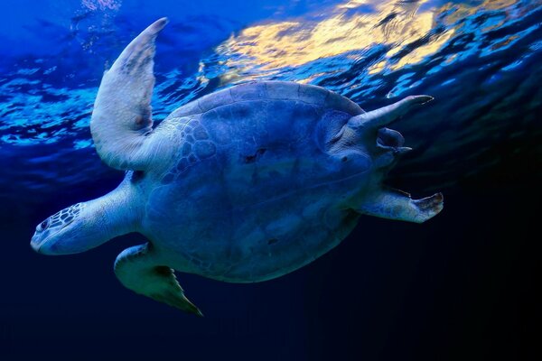 Tiere. Blaue Unterwasserwelt. Unterwasserschildkröte