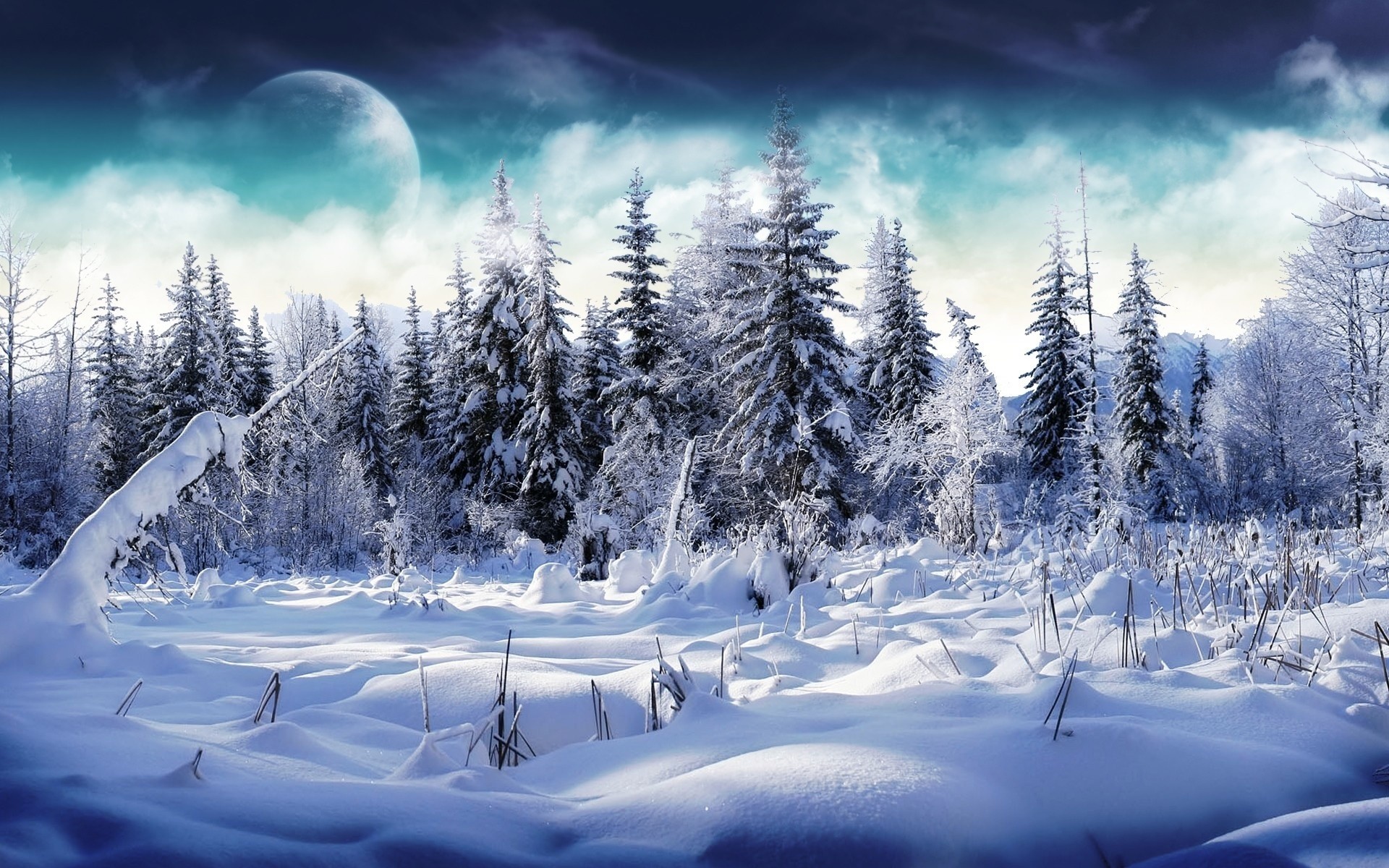 winter snow cold frost wood ice frozen mountain scenic tree landscape nature evergreen weather season fair weather trees background