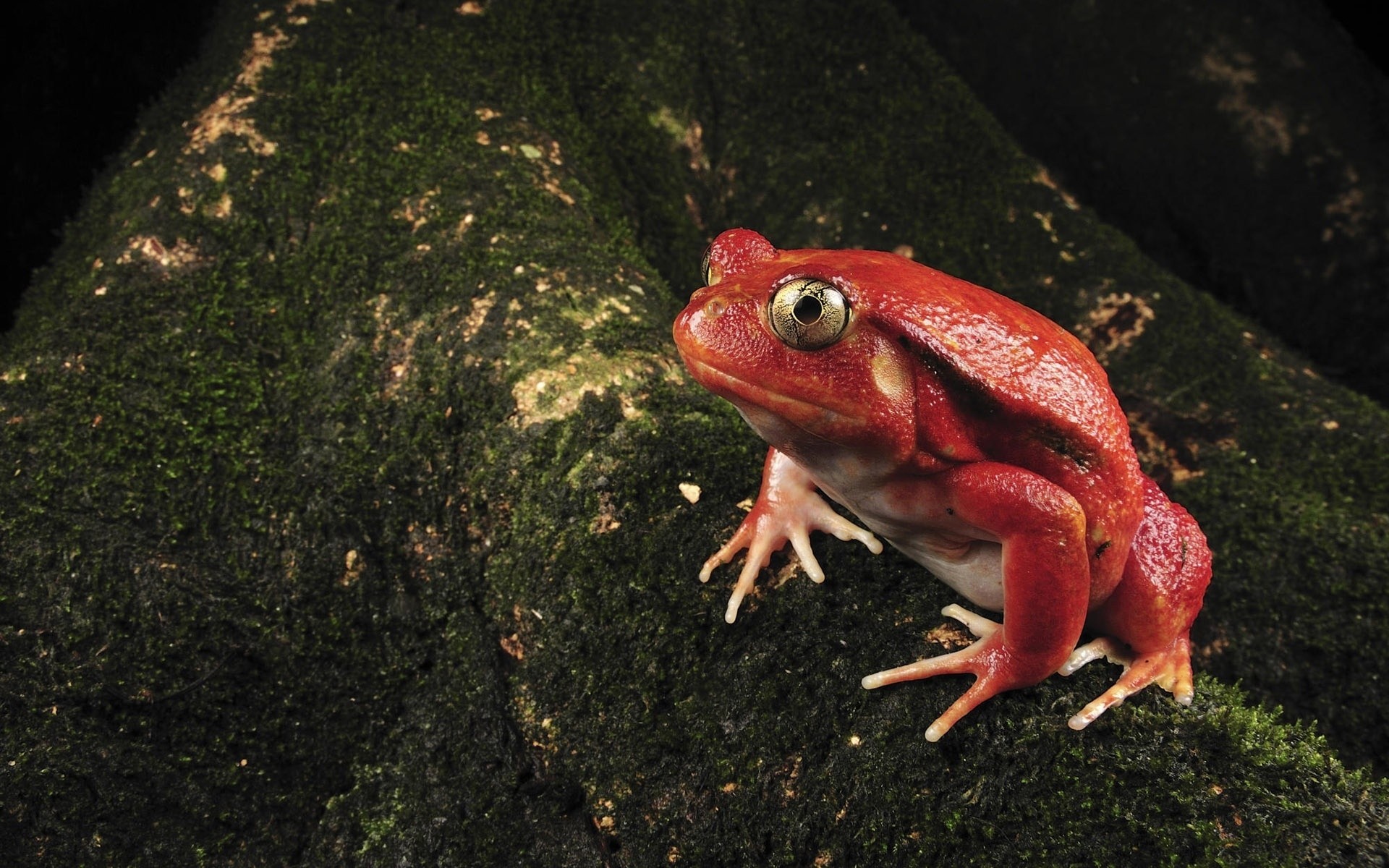 animals frog amphibian one wildlife water