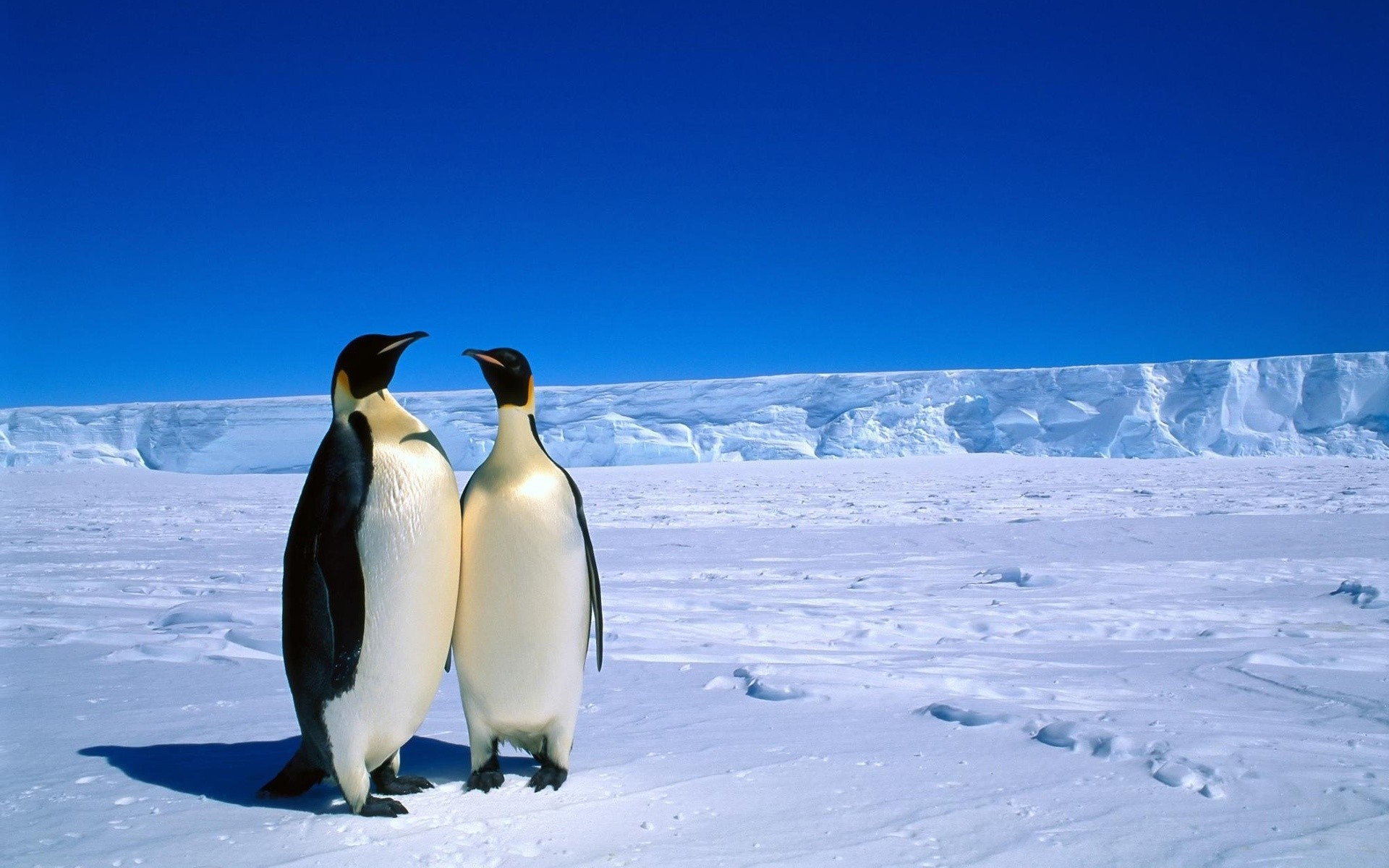 penguen kar kış ayaz soğuk buz donmuş kutupsal buzdağı frost açık havada doğa penguenler antarktika seyahat yavaşladı hayvanlar