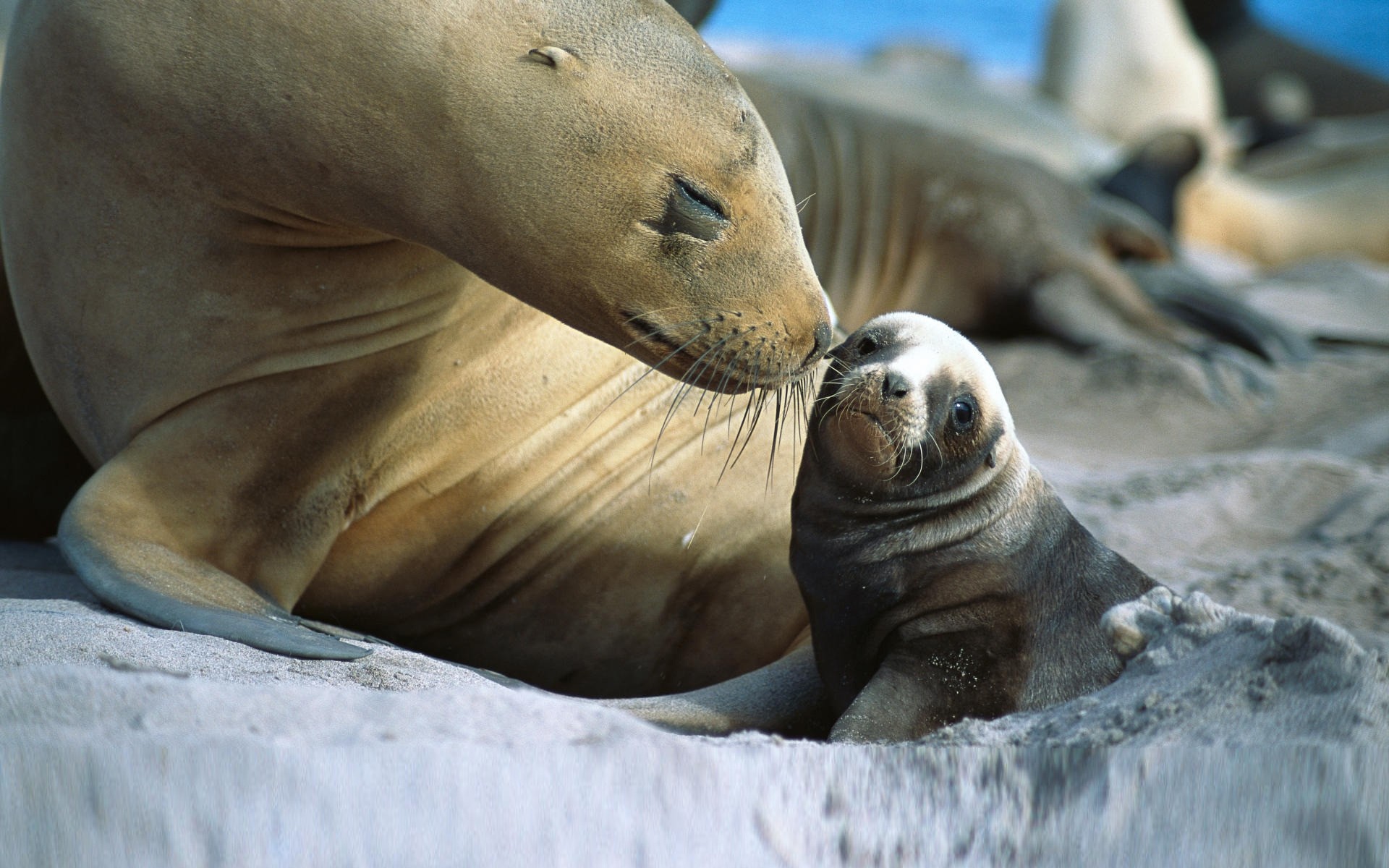 animali stampa mammifero fauna selvatica oceano mare marino animale acqua natura zoo selvaggio ritratto acquatico spiaggia mare luce del giorno nuoto leone gelido leone marino