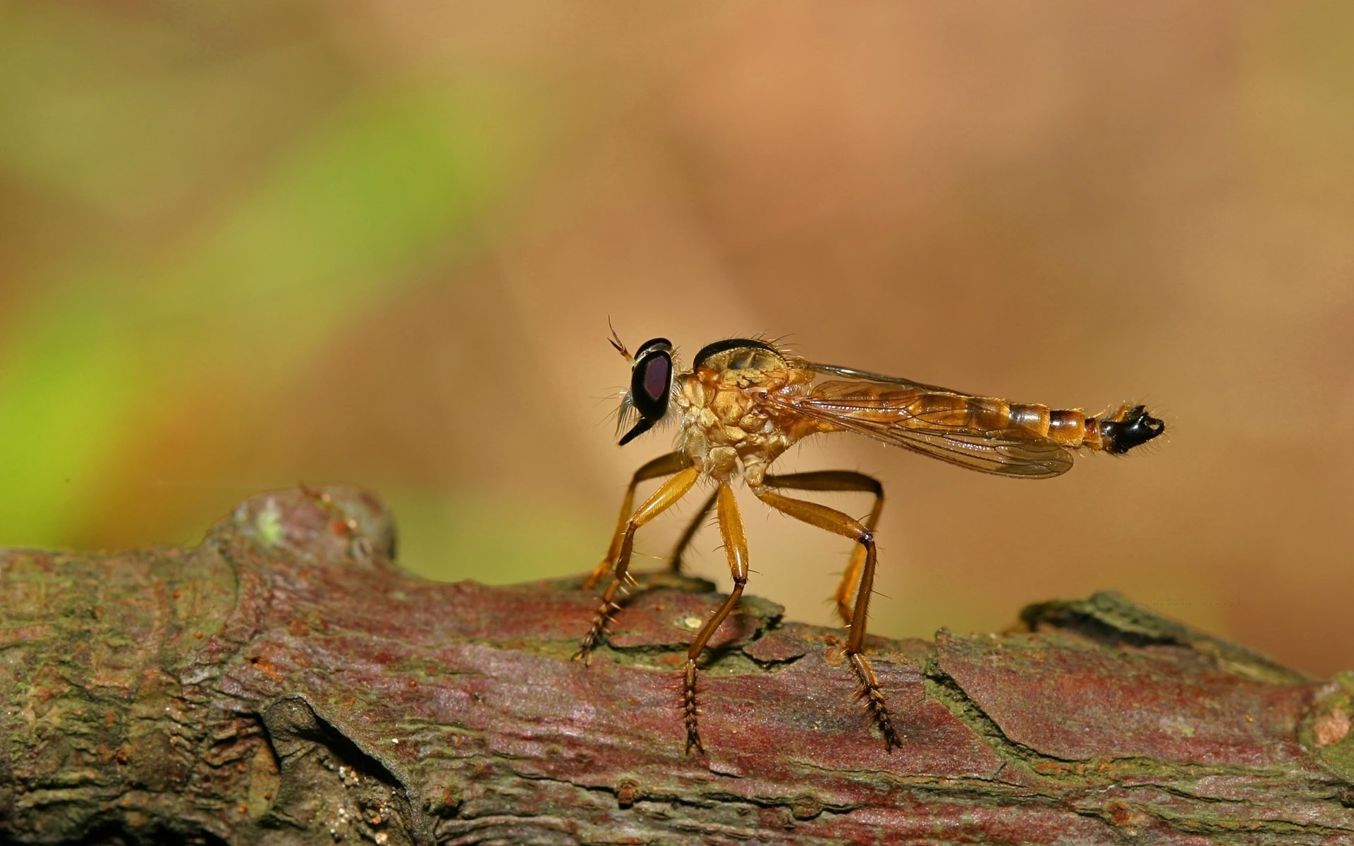 insekten insekt tierwelt wirbellose libelle natur fliegen tier im freien antenne tageslicht wespe wenig wild auge entomologie flügel