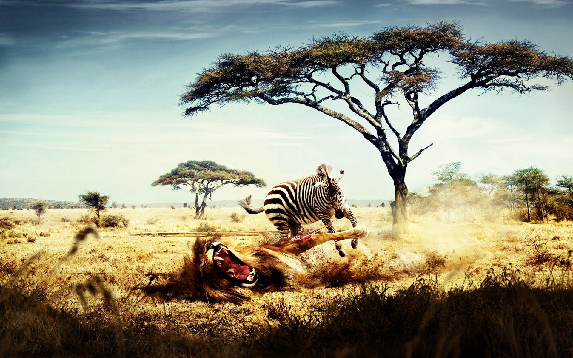 animals sunset sky outdoors nature safari landscape tree dawn fight lion zebra