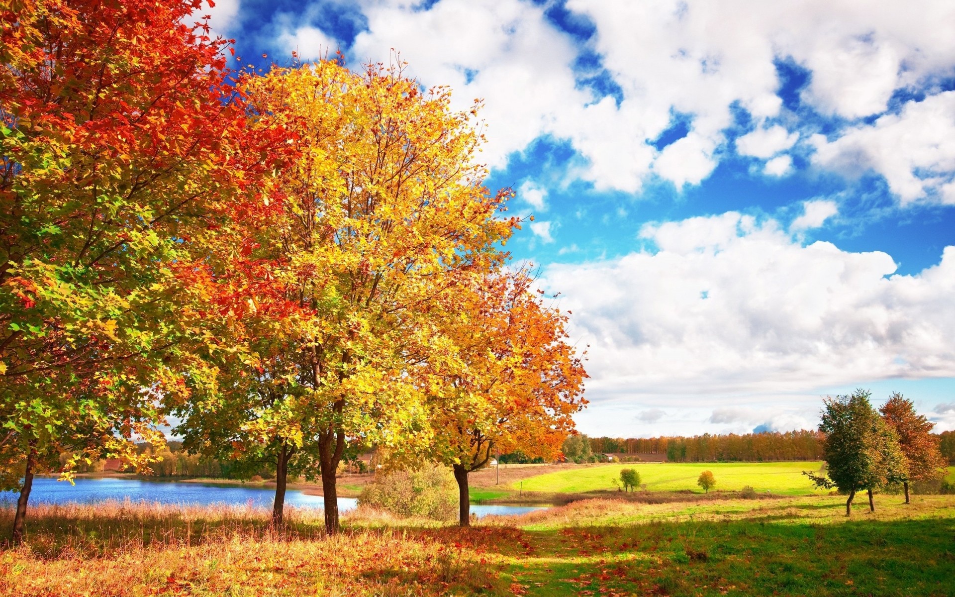 autumn fall tree landscape leaf season nature rural countryside wood scene park scenic bright scenery outdoors fair weather branch country color trees clolors lake leafs background