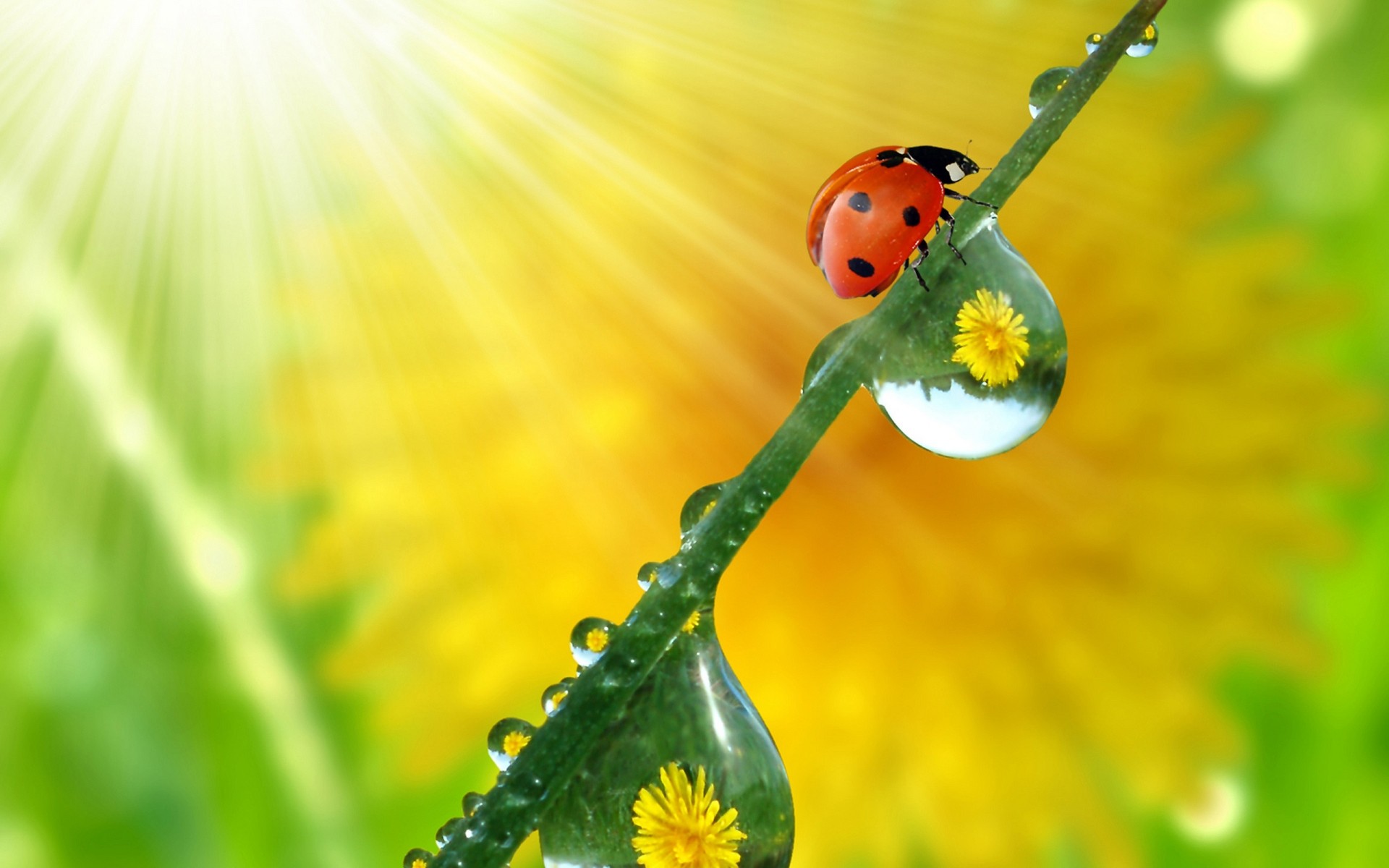 insekten natur flora blatt sommer marienkäfer wachstum garten blume insekt tau regen hell gras gutes wetter sauberkeit farbe