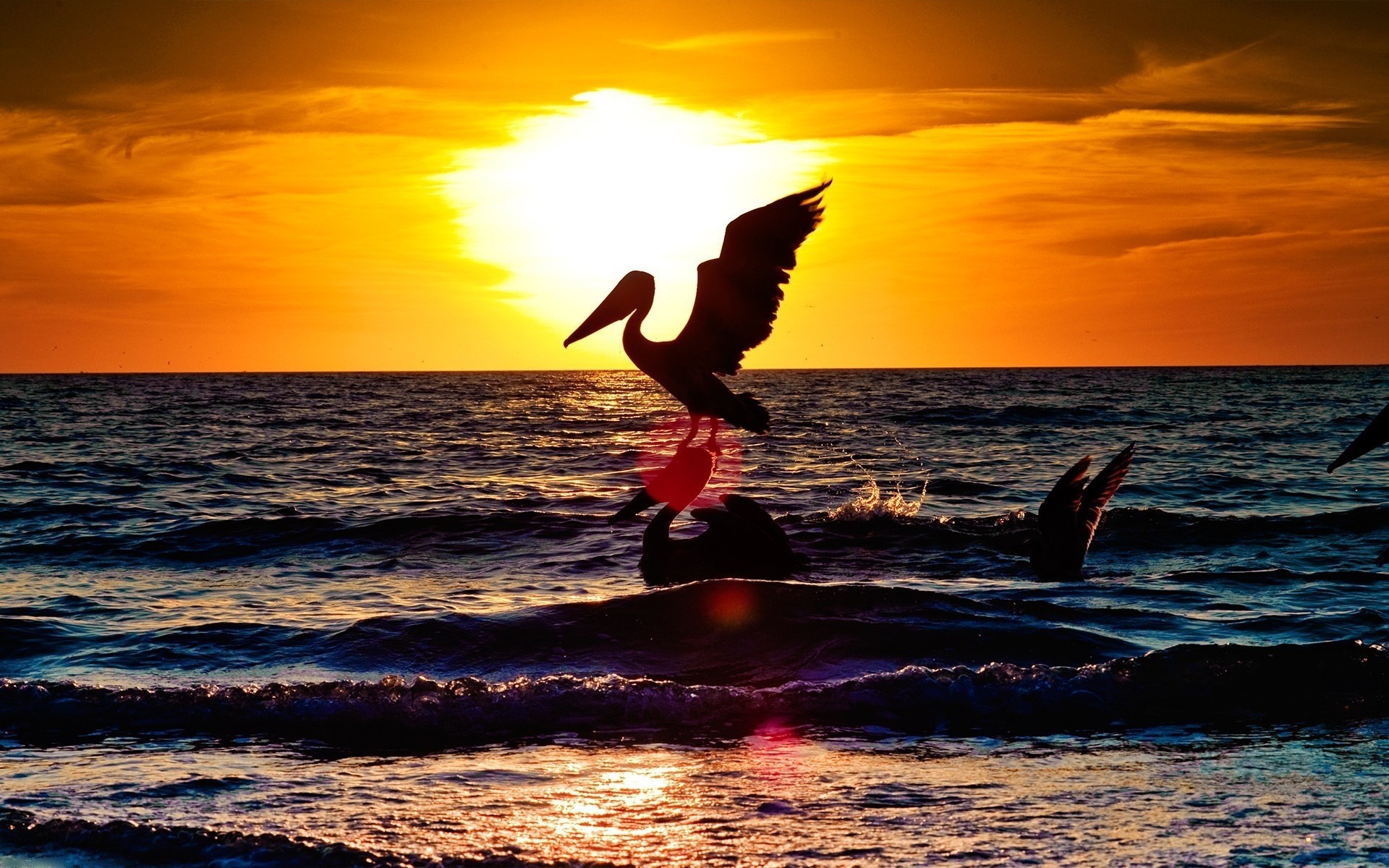 waterfowl sunset sea ocean water sun beach wave dawn summer surf silhouette dusk sky seashore background