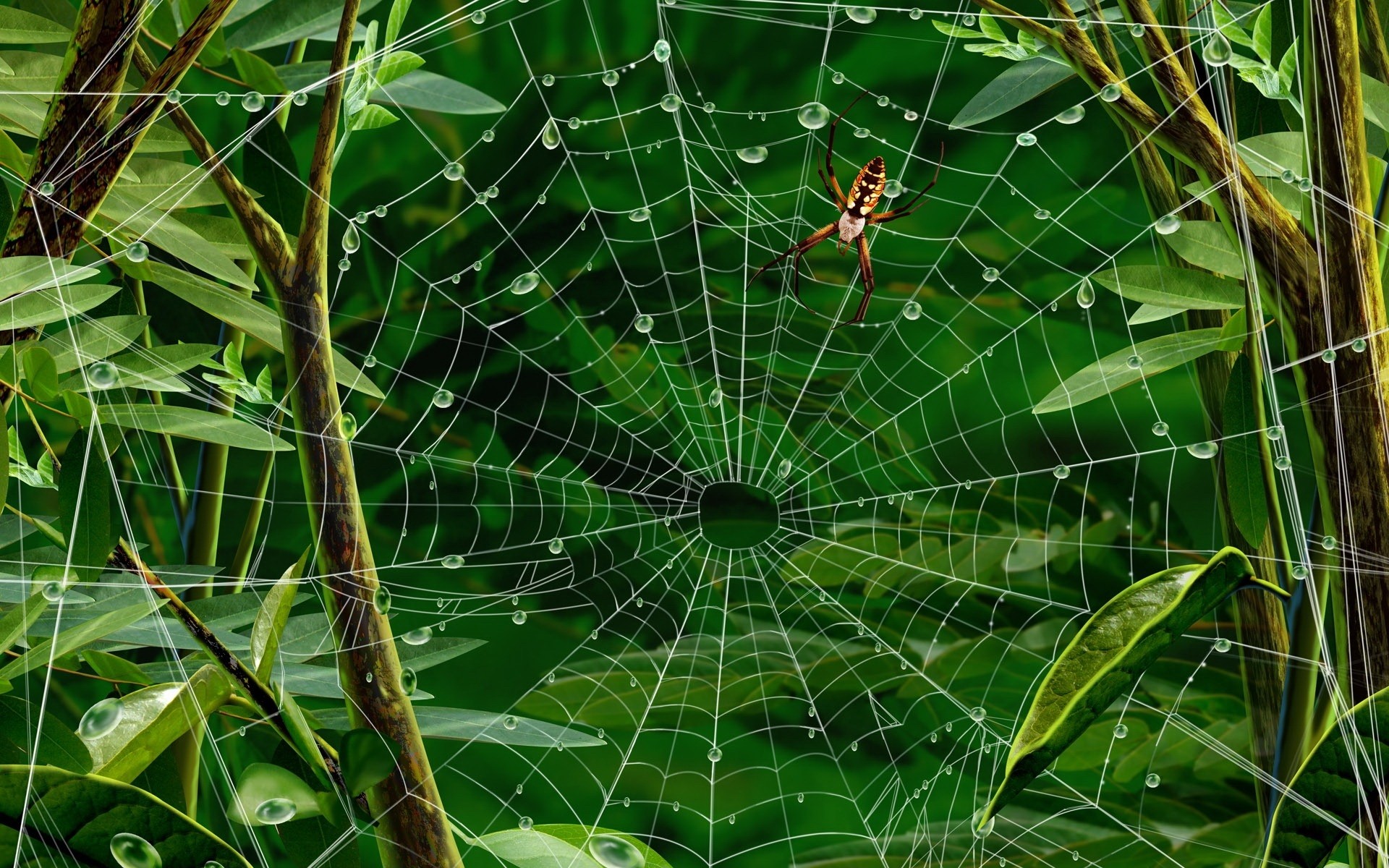 insetos folha natureza flora desktop padrão jardim fundo