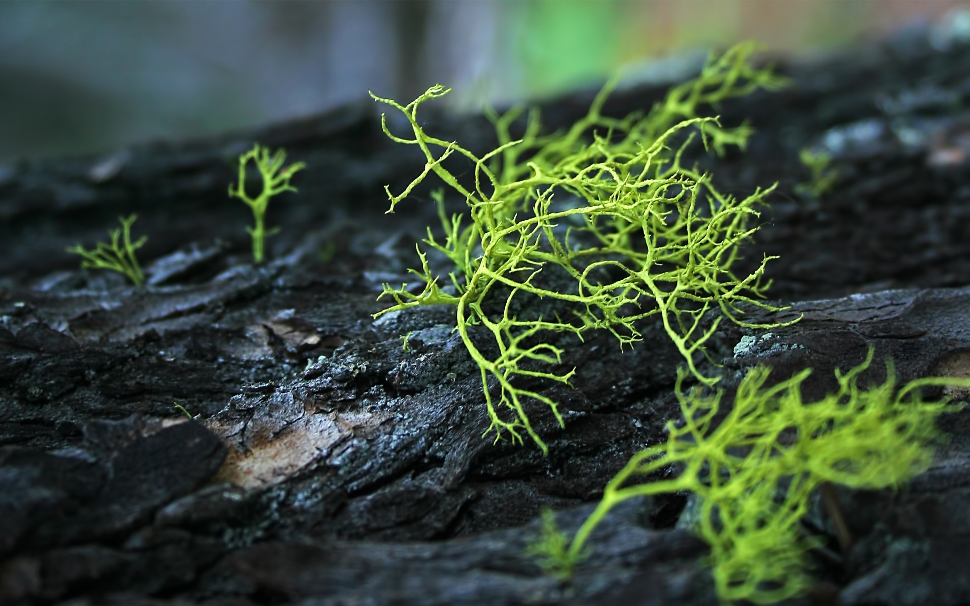 plantas natureza folha flora ao ar livre crescimento musgo close-up ambiente verão pouco madeira desktop comida jardim molhado frescura paisagens verde árvore