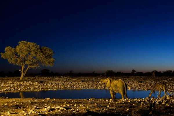 Hermoso cielo azul oscuro. Paisaje. Animales en el desierto