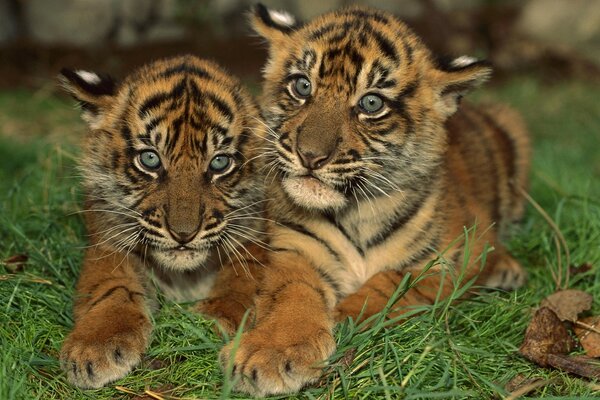 Tigre gatto della fauna selvatica