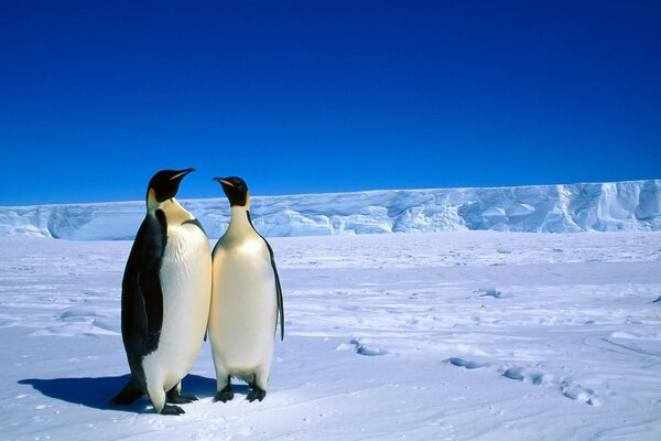 Penguins in winter in the cold season