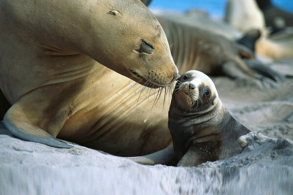 A seal and its young in the endless ice