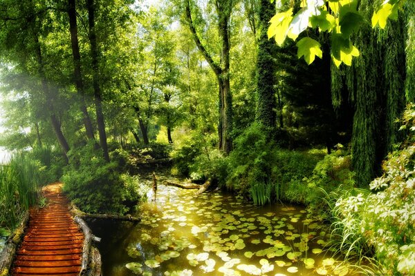 Brücke zur Natur mit Seerosen