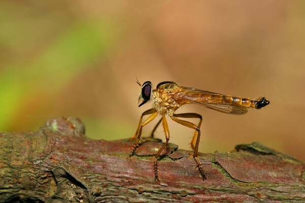 Tiro vida selvagem close-up de estriaose