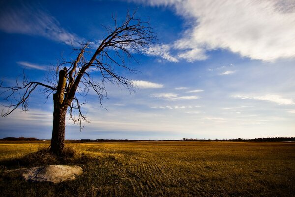 Landschaft einsamer Baum in der Wüste bei Sonnenuntergang