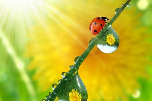 Photo d été de coccinelle avec des gouttes