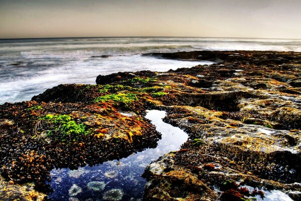 The seashore. Seaweed. Dark tones