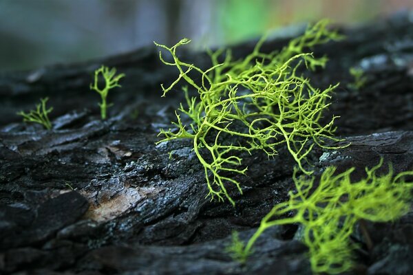 Plant flora in the open air