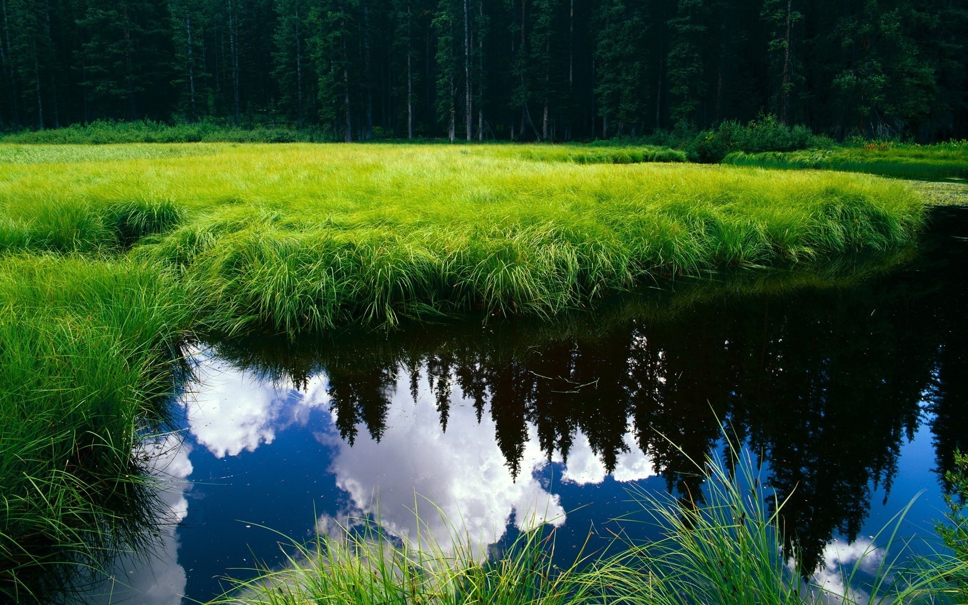 landscapes landscape grass nature outdoors wood scenic water lake summer environment tree hayfield dawn reflection fair weather trees background