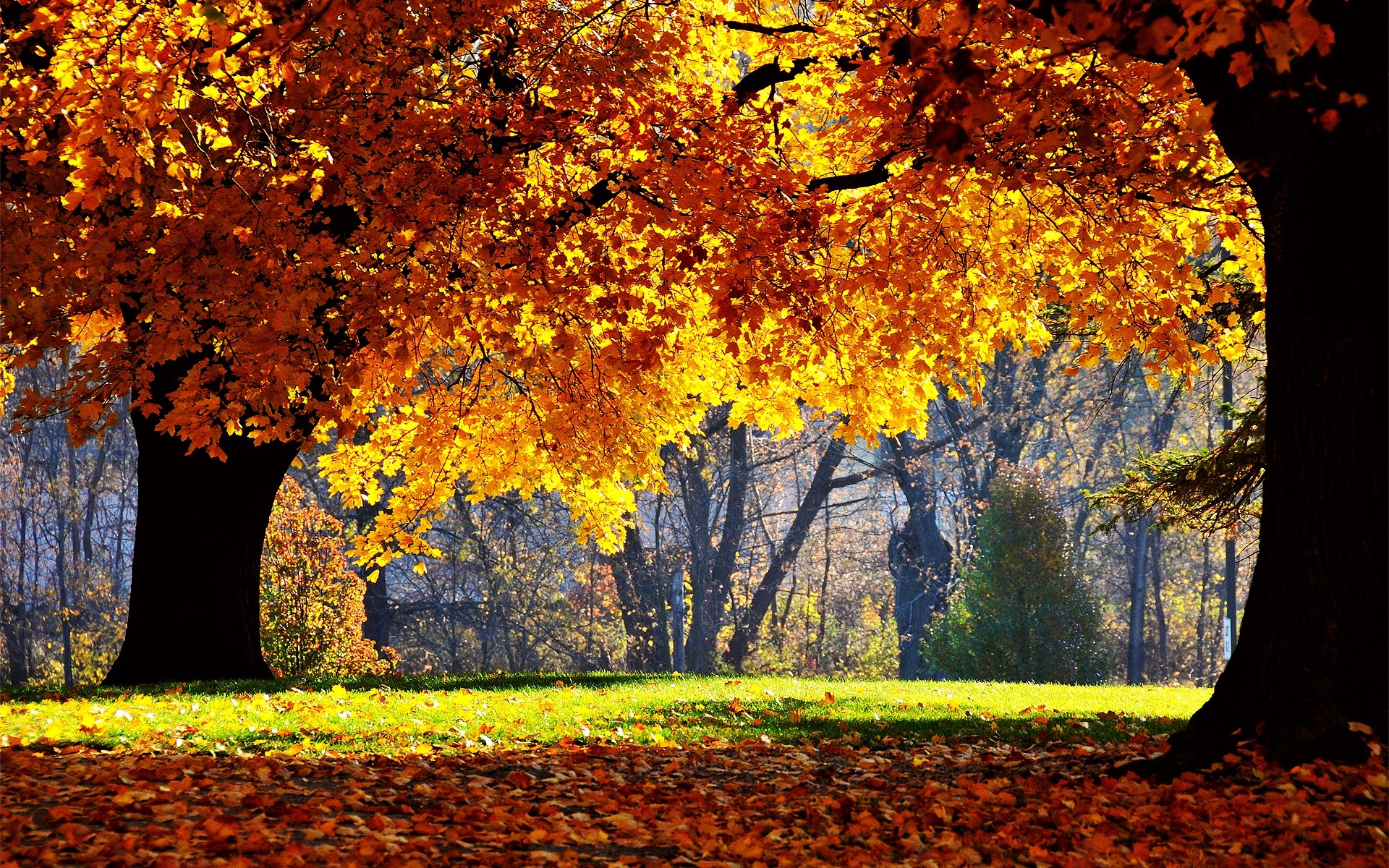 autunno autunno foglia albero acero stagione legno parco paesaggio natura scenic scenario cambiamento ramo colore luminoso ambiente oro all aperto scena foresta sole